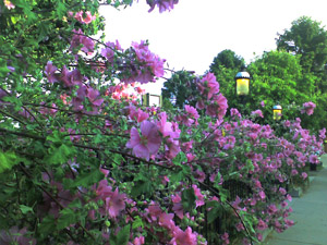 flowers near Fisherman's Wharf