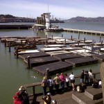 sf10-sealions