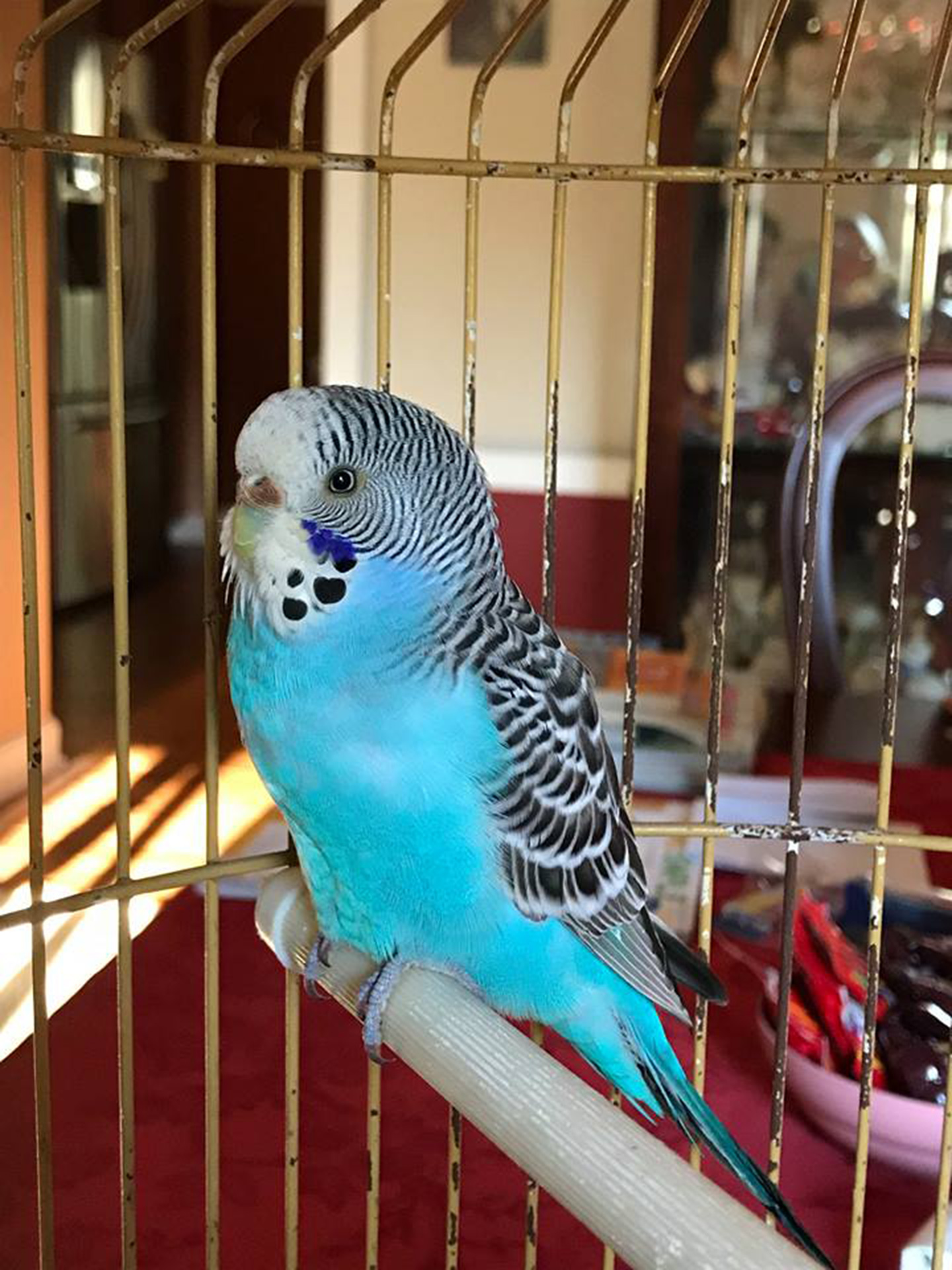 budgie store near me
